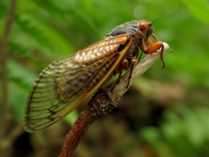 File - A lone periodical cicada (Magicicada) on an old tuliptree flower stalk, Rock Creek Park, Washington, DC, USA. Magicicada is the genus of the 13-year and 17-year periodical cicadas of eastern North America.