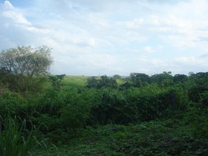 Forest - Plants - Clouds - Agriculture