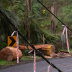 Trees and power lines down in Sassafras. 