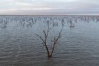 Generic, water, farming. Dead trees in Barren Box Storage (formerly swamp) managed by Murrumbidgie Irrigation near Griffith in the Murray-Darling Basin, NSW. Photographed on June 10, 2021. Photo: Dominic Lorrimer