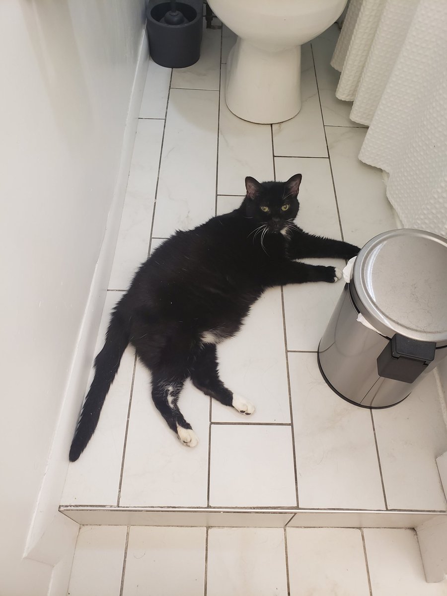 Black and white cat laying on a white tile bathroom floor