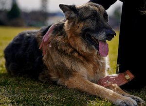 Champ seated on the White House lawn on the day he arrived from Delaware. Pic by WH/Adam Schultz