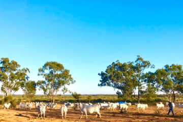 Farmland returns diverge as beef, wheat trump nuts and grapes