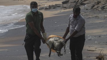 A sunken ship’s trail of destruction: turtle carcasses, dead dolphins