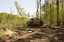 Khimki Forest