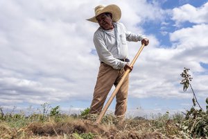 Baltazar Lucas, brother-in-law of farm worker Sebastian Francisco Perez who died last weekend while working in an extreme heat wave, breaks up earth on Thursday, July, 1, 2021