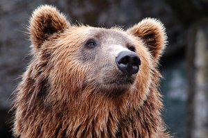 The grizzly bear, also known as the North American brown bear or simply grizzly, is a population or subspecies of the brown bear inhabiting North America, March 27, 2016.