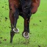 The Village Green Hotel Country Magic Association Plate will hold much interest at Grafton on Thursday.