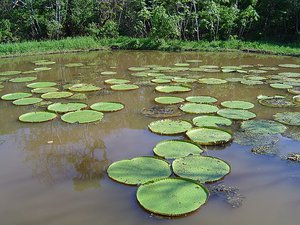 Amazon rainforest "vitória amazônica "   panoramio