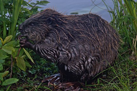 File - Castor fiber (Eurasian beaver) fiber eating in Eskilstuna, Sweden. Beavers have successfully been reintroduced to the UK.