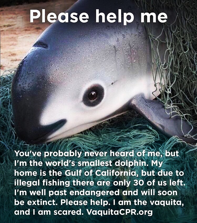 anneriawings:
“be—your—own—hero:
“Omg look at this little cutie, how can anyone hurt them. There are only 30 of these left in the world due to illegal fishing.
”
Please donate to the National Marine Mammal Foundation’s last-ditch effort to capture...