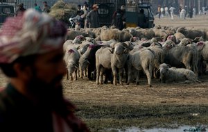 A sheep seller along with his flock of sheep at make-shift sheep market in Srinagar, the summer capital of Indian Kashmir, 22, November 2009.The sale of sheep and goats has increased manifold in Kashmir on the eve of muslim holy festival of Eid ul Adha, wherein muslims sacrifice these animals in the way of God.