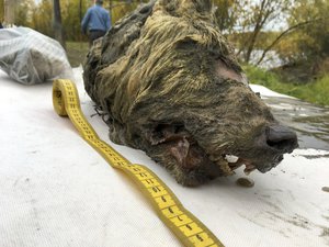 In this photo taken on Thursday, Sept.  6, 2018,  the head of an Ice Age wolf is seen after  found during an expedition of the Mammoth Fauna Study Department at the Academy of Sciences of Yakutia near Belaya Gora, Abyysky region of  Sakha Republic, Russia.