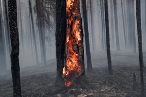 The scene of a forest fire in Pryazhinsky District of the Republic of Karelia, about 700 km (438 miles) south-west of Moscow, Russia on Wednesday, July 21, 2021.