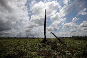 File - A burnt out tree stands where an entire forest used to in Central Kalimantan, Indonesia. The land has been destroyed by poor farming practices, illegal logging and fires, resulting in significant greenhouse gas emissions.