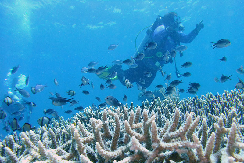 Smithsonian research scientist Mary Hagedorn takes a census of a Pacific coral reef community