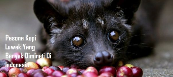 Pesona Kopi Luwak Yang Banyak Diminati Di Indonesia