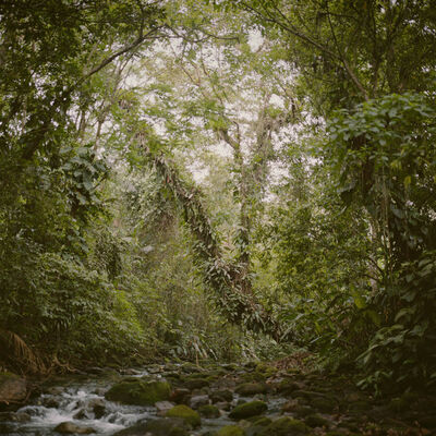 Mona Kuhn, ‘Virgin Forest’, 2009