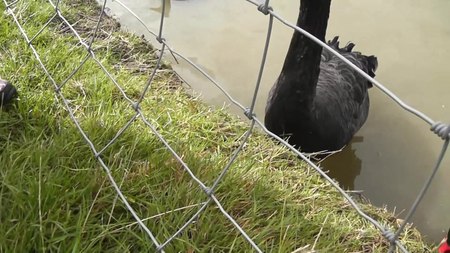 File:Black swan (Cygnus atratus).webm