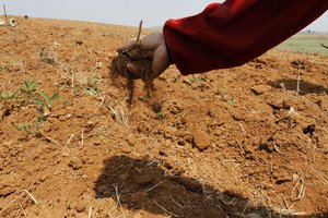 In this file photo, a North Korean farmer sifts soil through his fingers in a dry corn field at a cooperative farm on the outskirts of  Nampho, North Korea. North Korea says it is suffering through a major drought that's hurting food production.