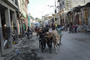 Men herd oxen along a street in Jeremie, Haiti, Wednesday, Aug. 18, 2021, four days after the city was struck by a 7.2-magnitude earthquake