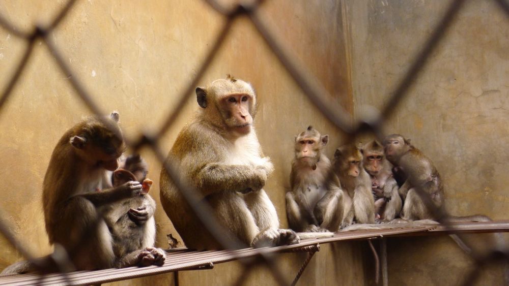 Long-tailed macaques at a breeding farm in Vietnam; credit Cruelty Free International