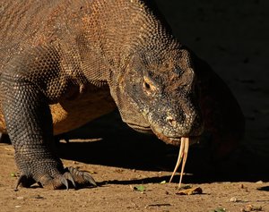 Komodo dragon (Varanus komodoensis), Komodo National Park, Indonesia,20 May 2015.