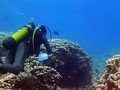 Underwater: Saving our corals (Aired: July 2008)