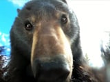 Video : Watch: Bear Finds Lost GoPro, Records Hilarious Video Of Itself