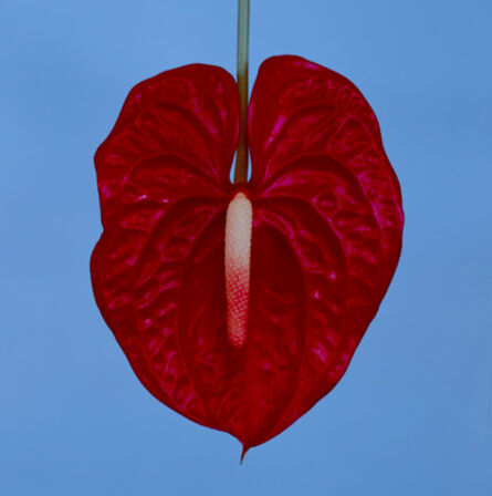 Tyler Shields, ‘Exotic Emperor Tulip I’, 2019