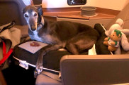 Lewis the greyhound on Singapore Airlines