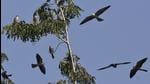 The divisional forest officer (DFO) Kh Hitler of Tamenglong forest division shared pictures and videos of Amur Falcons hovering in the sky in a WhatsApp group on Monday. (AP Photo/File)