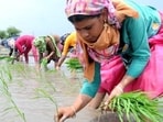 GDP data released on Tuesday show the agriculture sector, which employs half of all Indians, has consistently grown throughout the pandemic. (HT Archive)