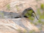 The image shows a baby elephant stuck in a watering hole.(Jukin Media)