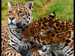 The image shows the jaguar couple Kumal and Kedera.(Instagram/@thebigcatsanctuaryuk)