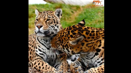 The image shows the jaguar couple Kumal and Kedera.(Instagram/@thebigcatsanctuaryuk)