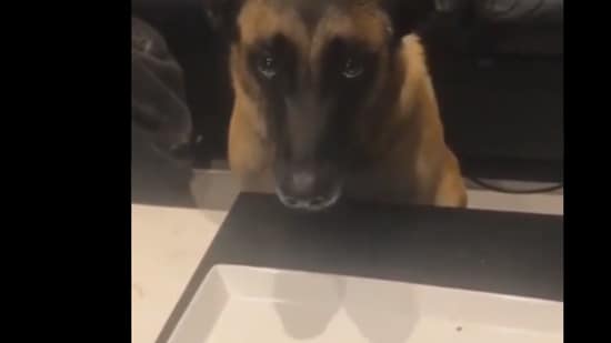 The look on the dog's face after losing treats in a game is priceless.(Twitter/@fred035schultz)