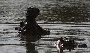 Hippos swim in the lake at Hacienda Napoles Park, once the private estate of drug kingpin Pablo Escobar who imported three female hippos and one male decades ago in Puerto Triunfo, Colombia, Thursday, Feb. 4, 2021.