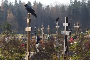 Crows sit on grave crosses in the section of a cemetery reserved for coronavirus victims in Kolpino, outside St. Petersburg, Russia, Tuesday, Oct. 12, 2021