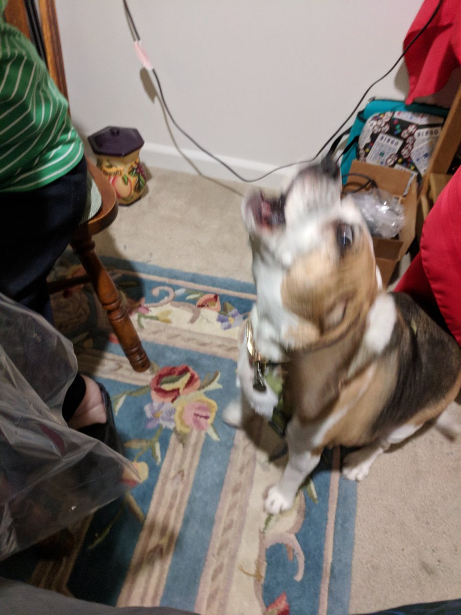 Dog screaming for food