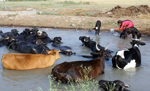 File - An Indian woman gives a bath to her domestic cattle in Jammu, India, 24 May 2017. Ruminants, such as cows, belch methane, one of the most prevalent greenhouse gases.