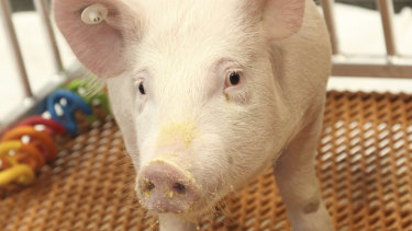 A GalSafe pig, genetically engineered to eliminate a particular sugar that causes rejection by humans. 