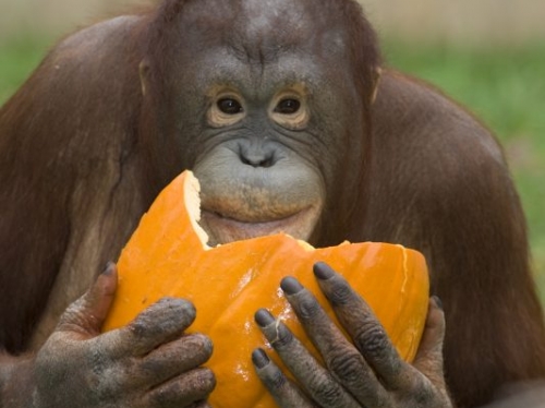 orangutan with pumpking