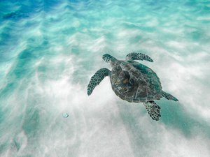 A sea turtle swimming through the ocean in Maui, Hawaii