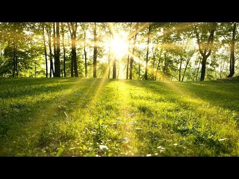 Entspannung Naturgeräusche - Vogelstimmen im Wald