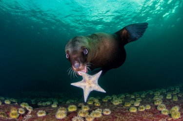 'My New Toy': Celia Kujala

"Play is very important in the development of young Steller
sea lions and they love playing ...