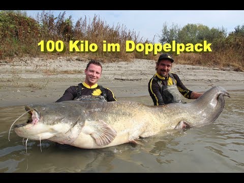 Große Fische am laufenden Band "100 Kilo Waller im Doppelpack" Welsangeln am Fluss