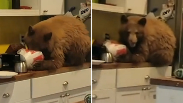 US man finds a bear eating KFC inside his home 