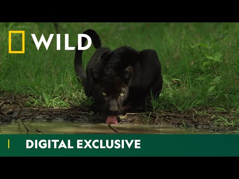 Hiding in the Shadows | The Real Black Panther | National Geographic Wild UK