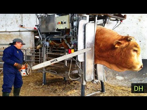 How to slaughter cows and repair leather